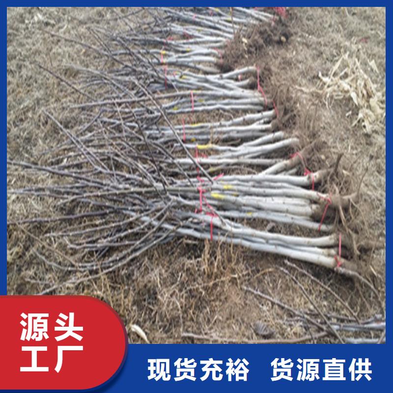 【核桃苗】大棚草莓苗大品牌值得信赖