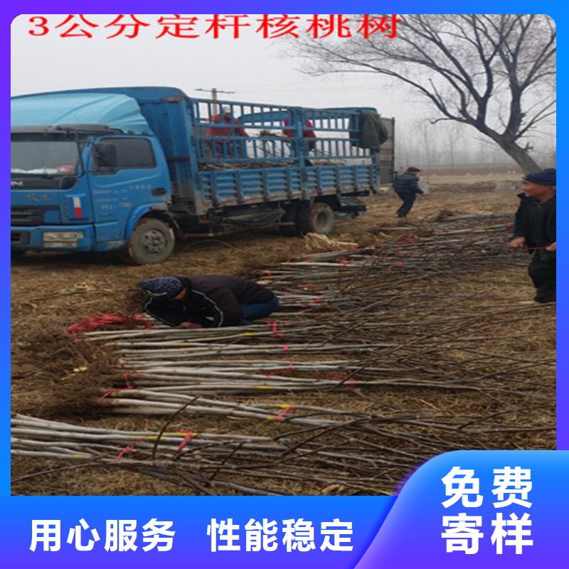 【核桃苗】大棚草莓苗大品牌值得信赖