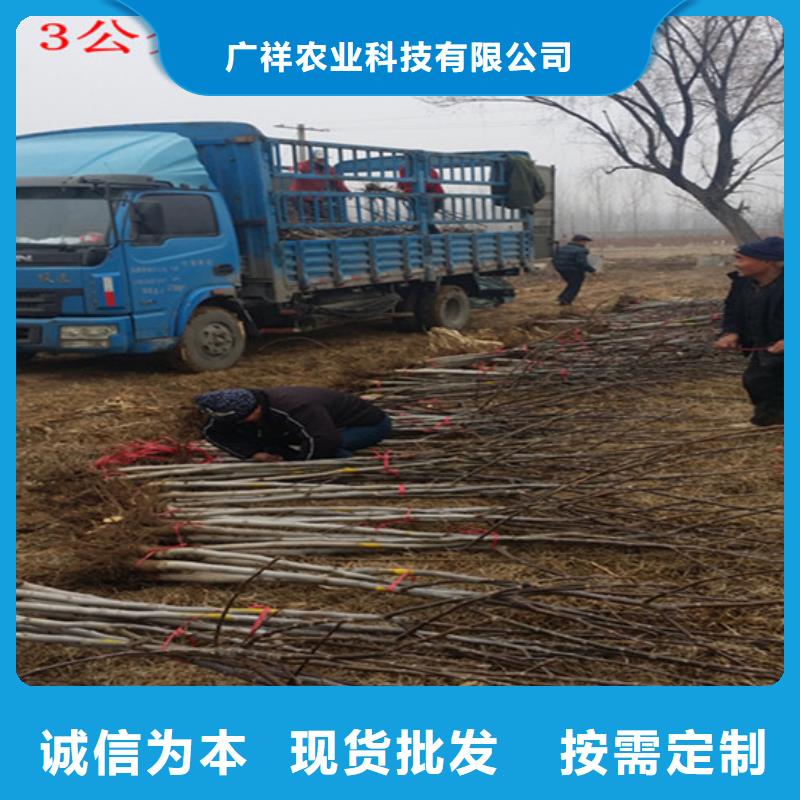 核桃苗果树苗设备齐全支持定制