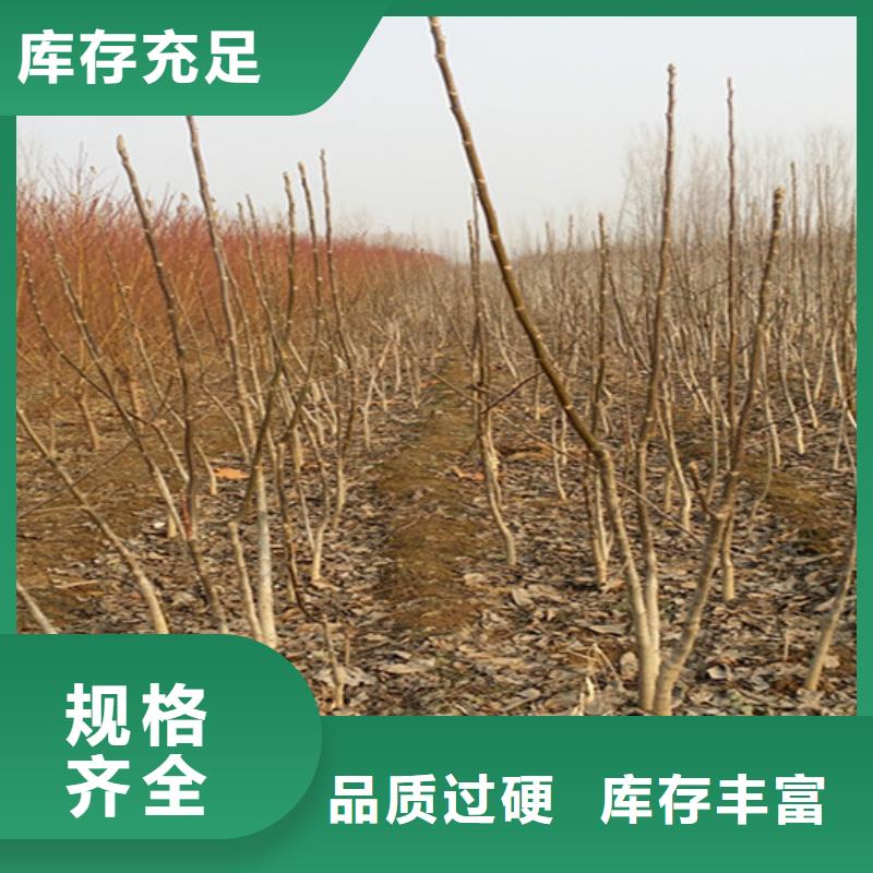 核桃苗果树苗设备齐全支持定制