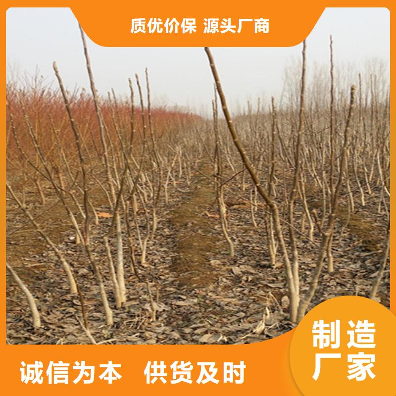 【核桃苗】大棚草莓苗大品牌值得信赖