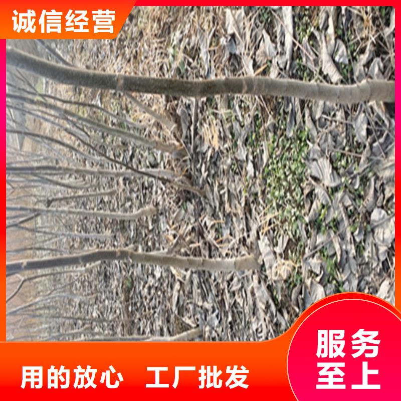 【核桃苗】大棚草莓苗大品牌值得信赖