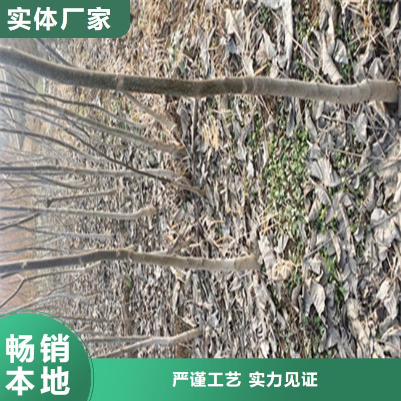 核桃苗果树苗设备齐全支持定制