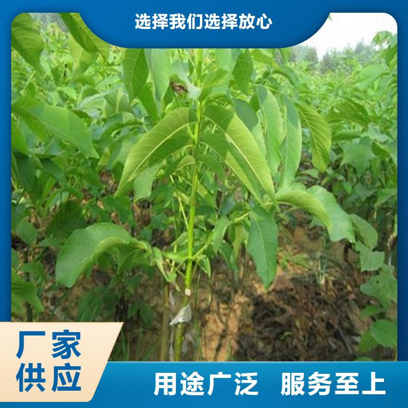 核桃苗果树苗实力厂家直销