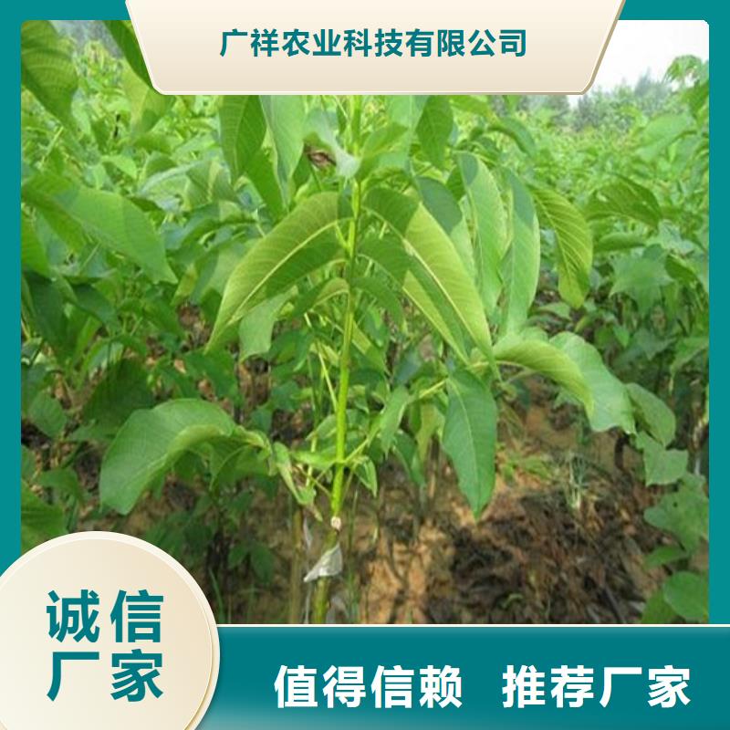 核桃苗果树苗设备齐全支持定制