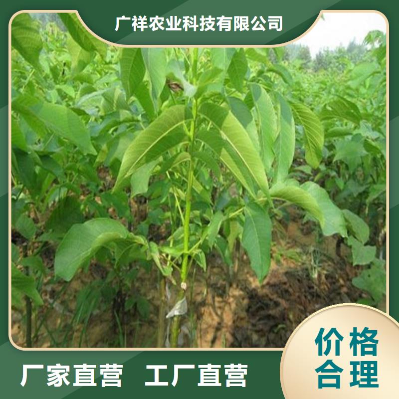 【核桃苗】大棚草莓苗大品牌值得信赖