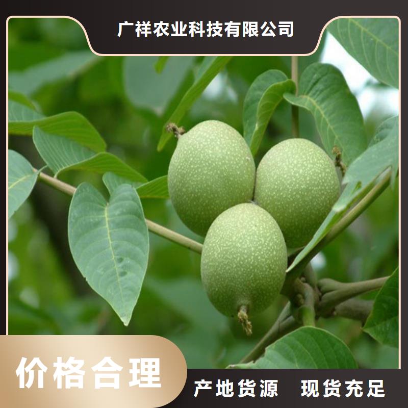 核桃苗胭脂脆桃树苗放心购