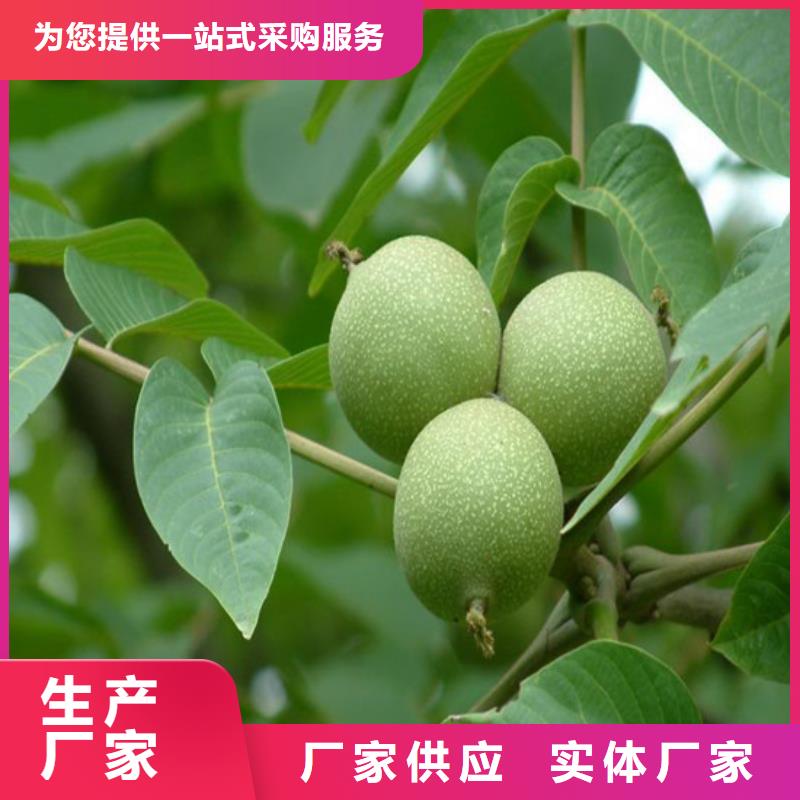 【核桃苗】大棚草莓苗大品牌值得信赖