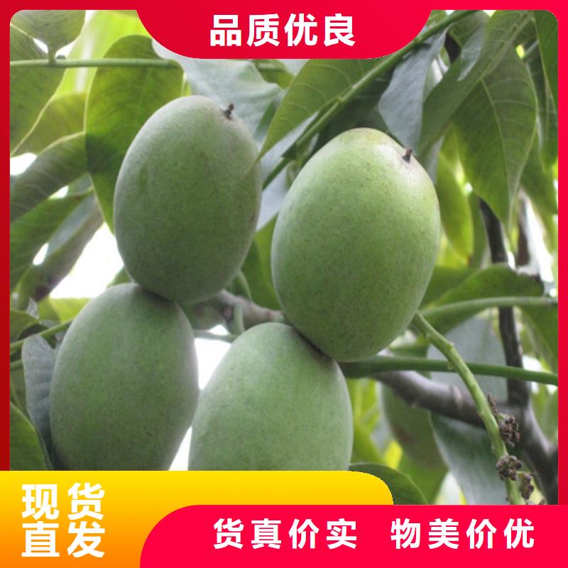 【核桃苗】大棚草莓苗大品牌值得信赖