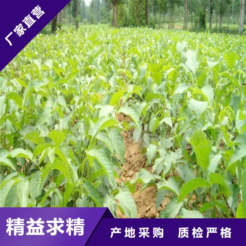 【核桃苗】大棚草莓苗大品牌值得信赖