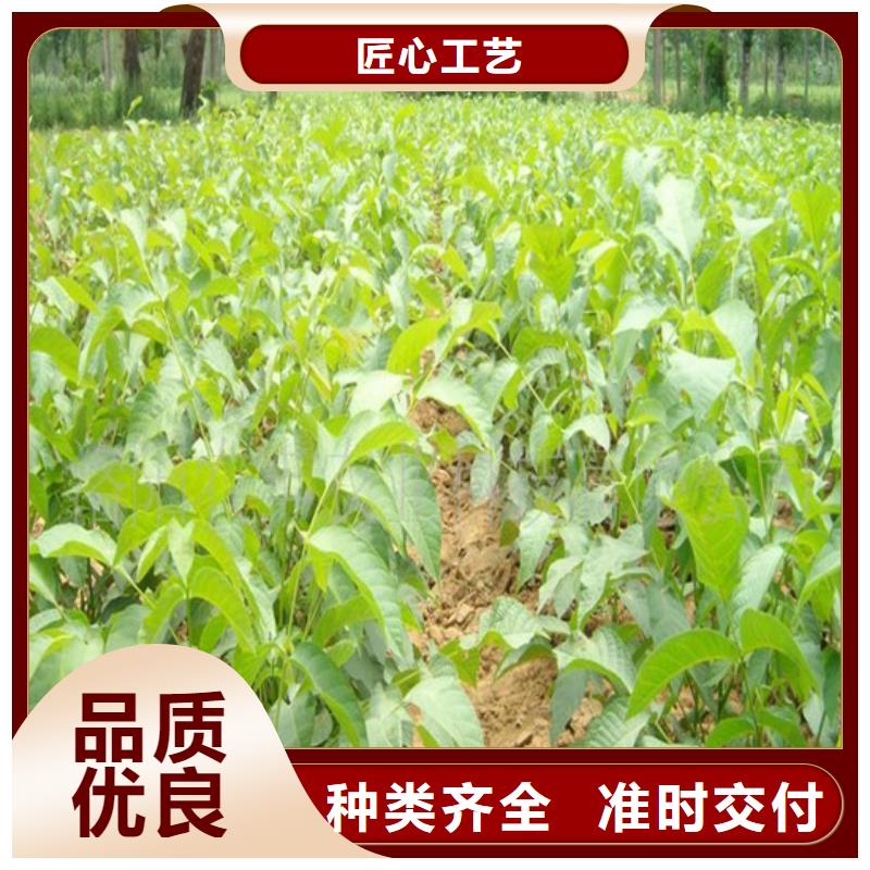 核桃苗果树苗设备齐全支持定制