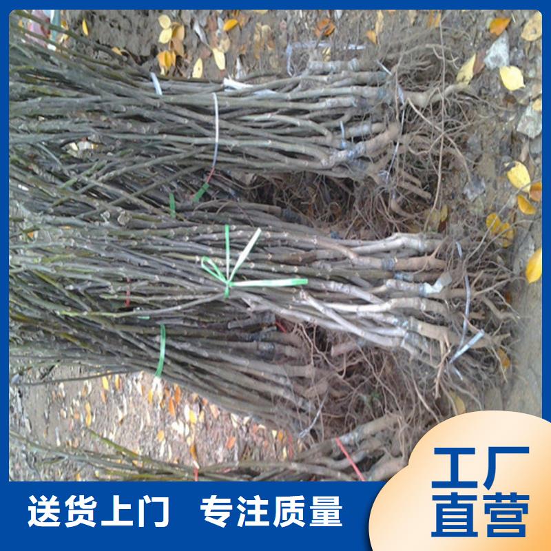 【核桃苗】大棚草莓苗大品牌值得信赖