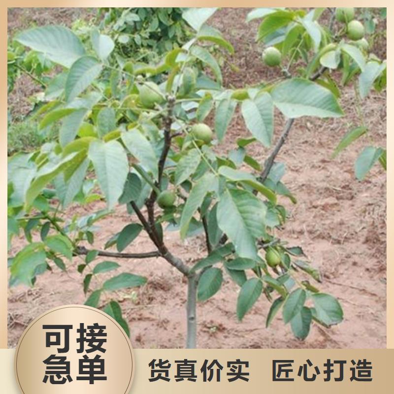 核桃苗果树苗设备齐全支持定制
