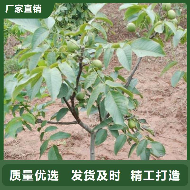 【核桃苗】大棚草莓苗大品牌值得信赖