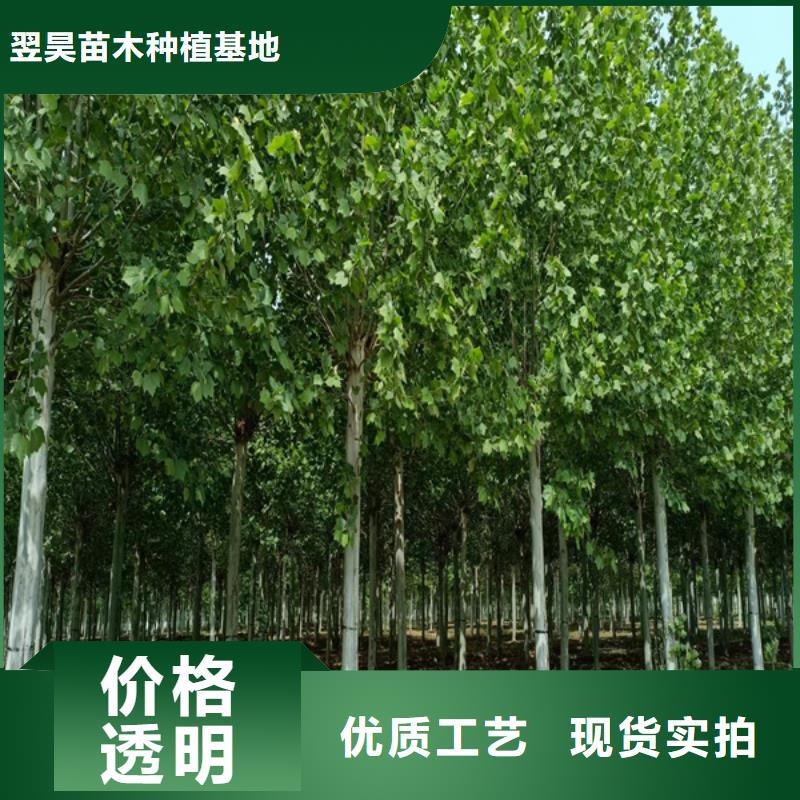 法桐-五角枫材质实在