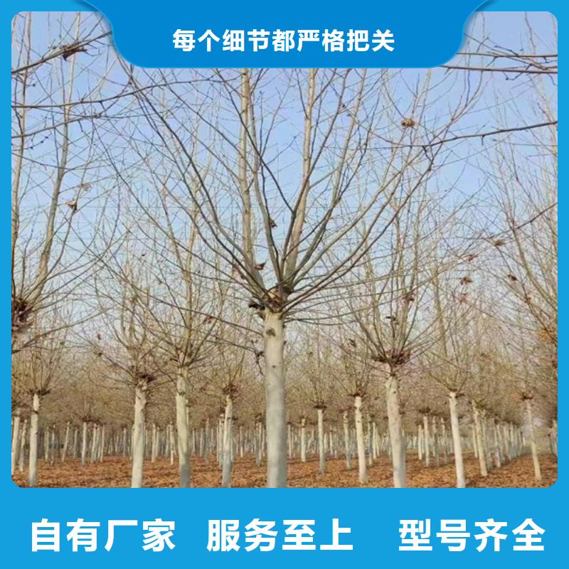 20公分法桐质量保证法桐