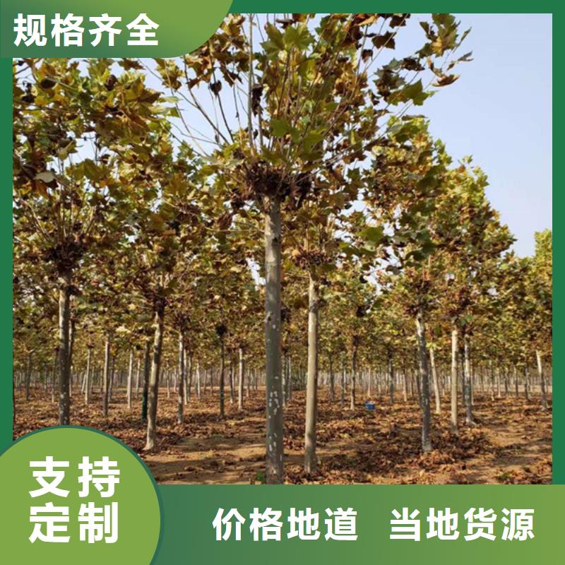 法桐-五角枫材质实在