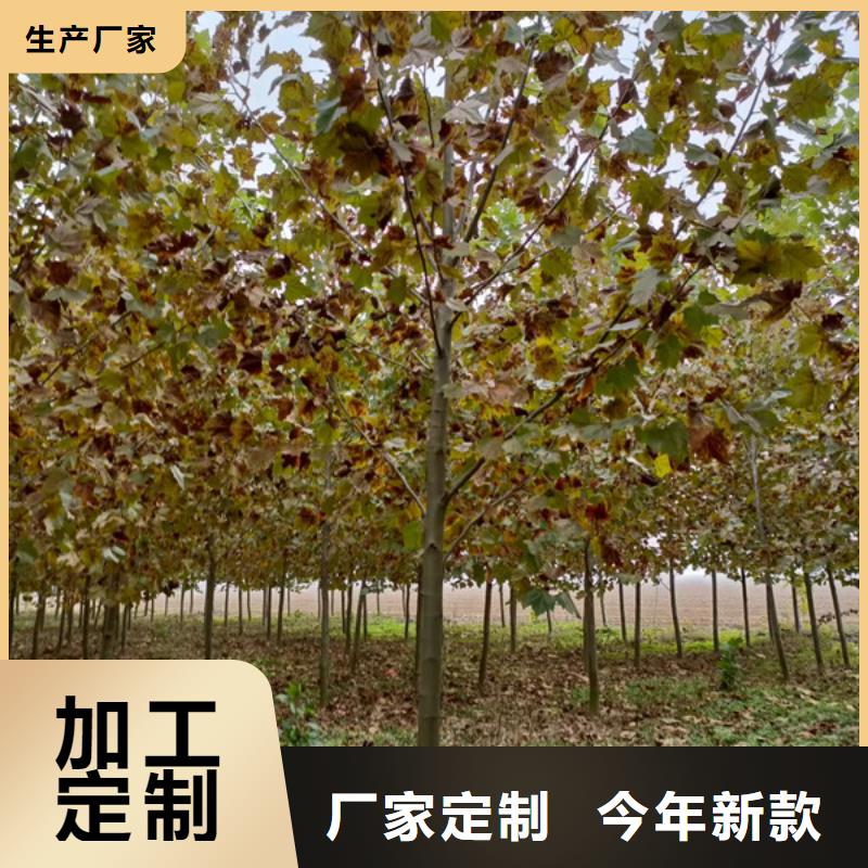 法桐,樱花信誉有保证