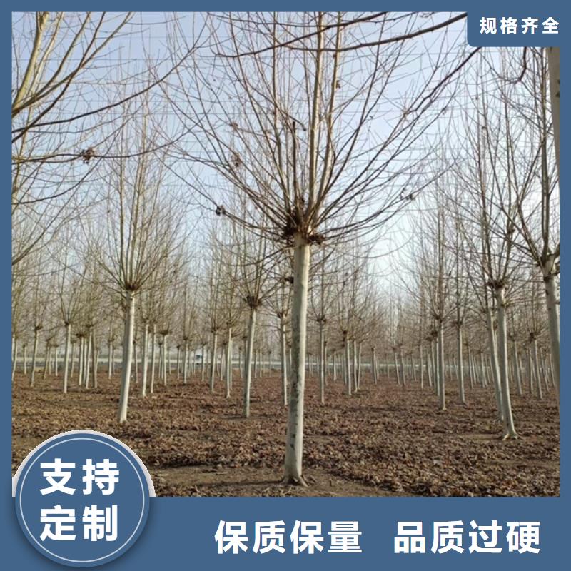 法桐秋紫白蜡生产加工