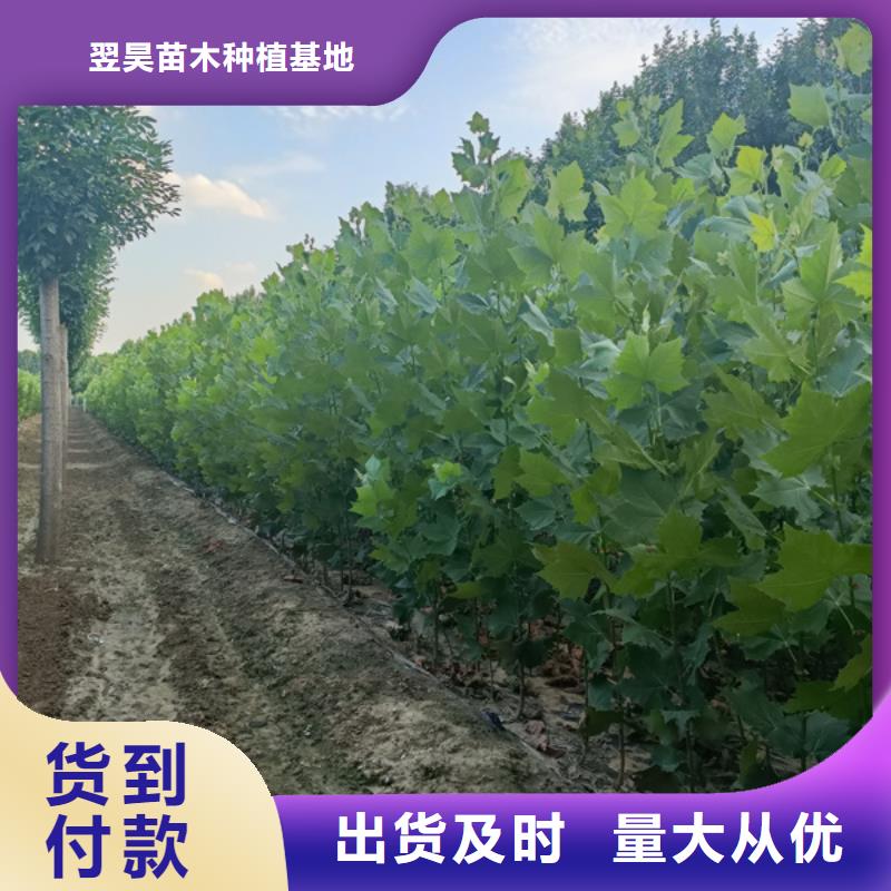 20公分法桐质量保证法桐