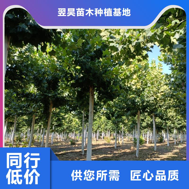 法桐-五角枫材质实在
