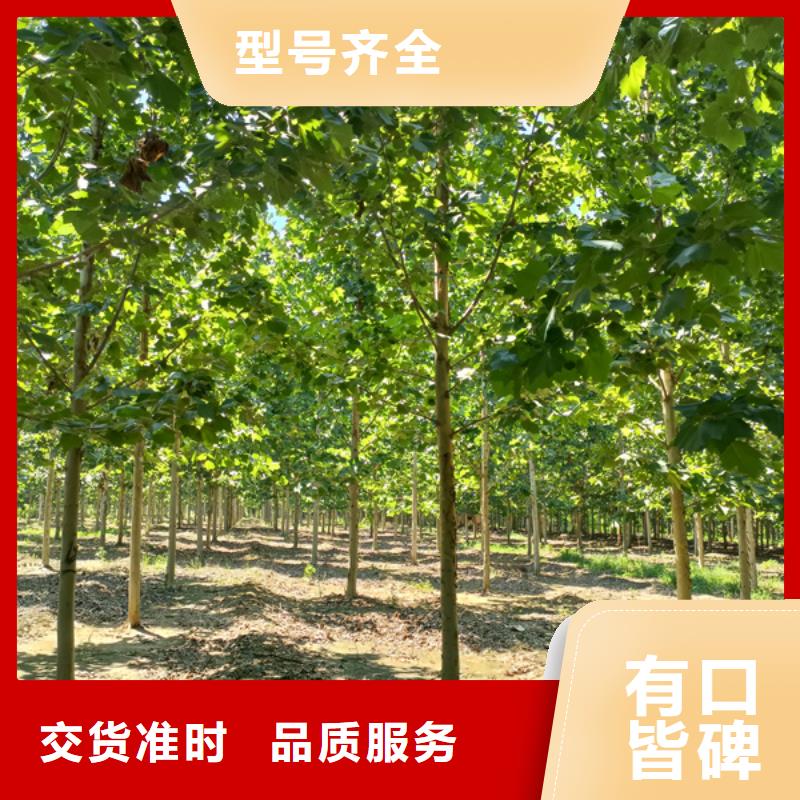 法桐-五角枫材质实在