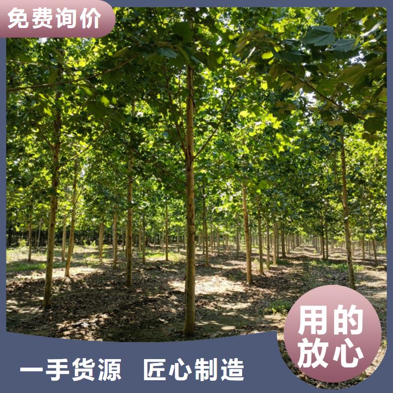 法桐五角枫加工定制