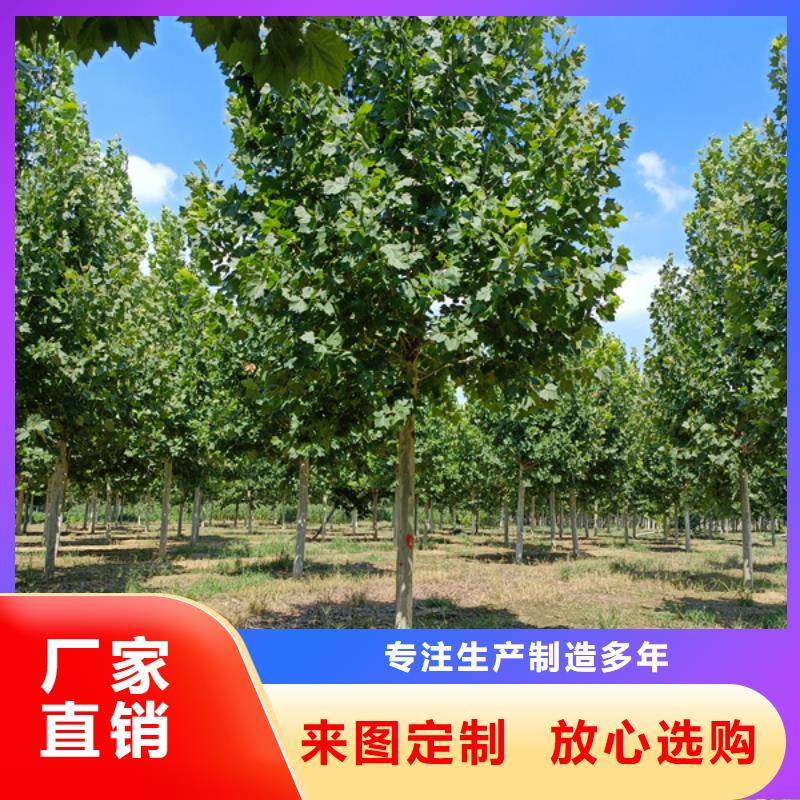 法桐,樱花信誉有保证
