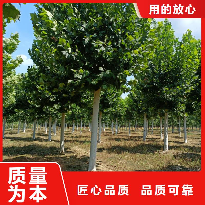 法桐,樱花信誉有保证
