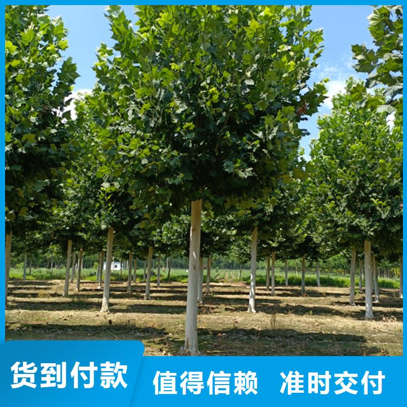 法桐秋紫白蜡生产加工