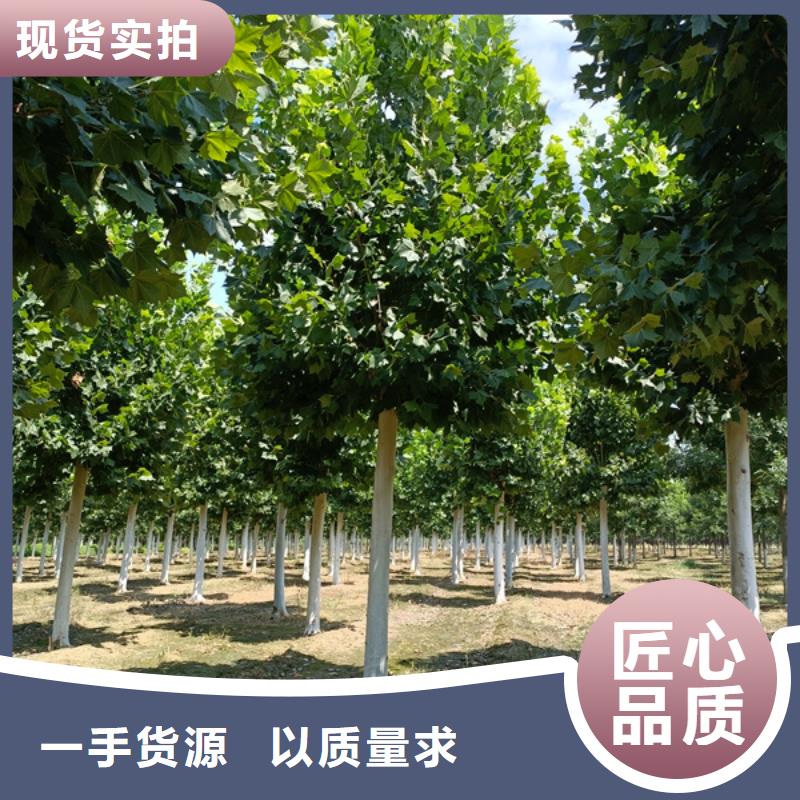 法桐秋紫白蜡生产加工