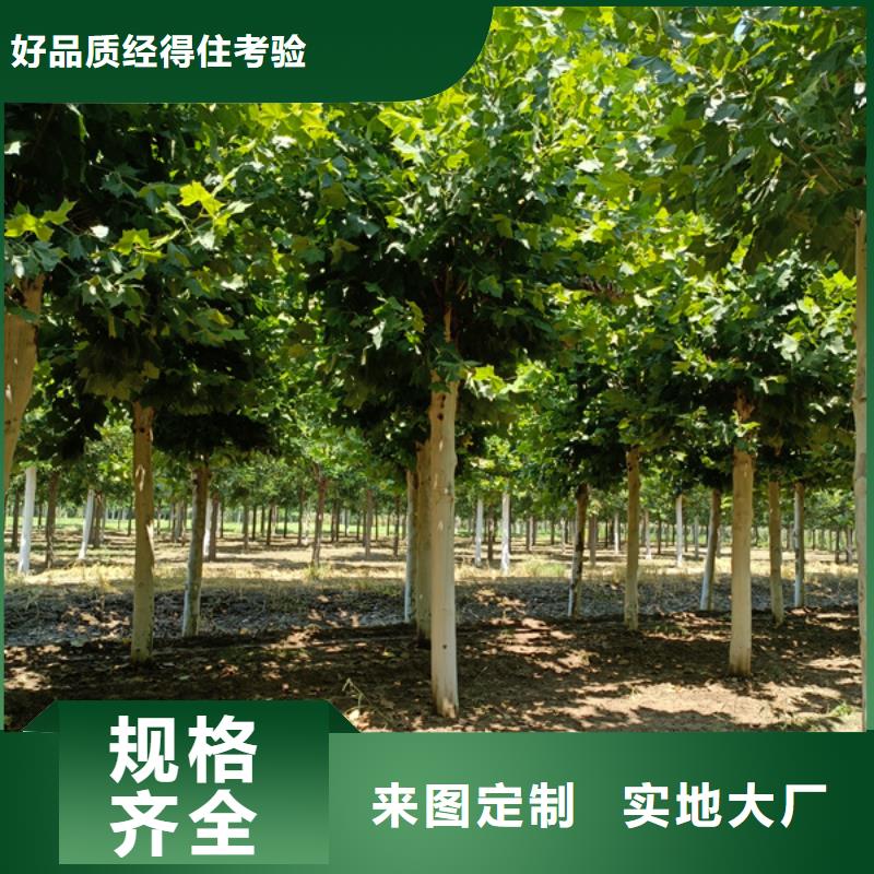 20公分法桐质量保证法桐
