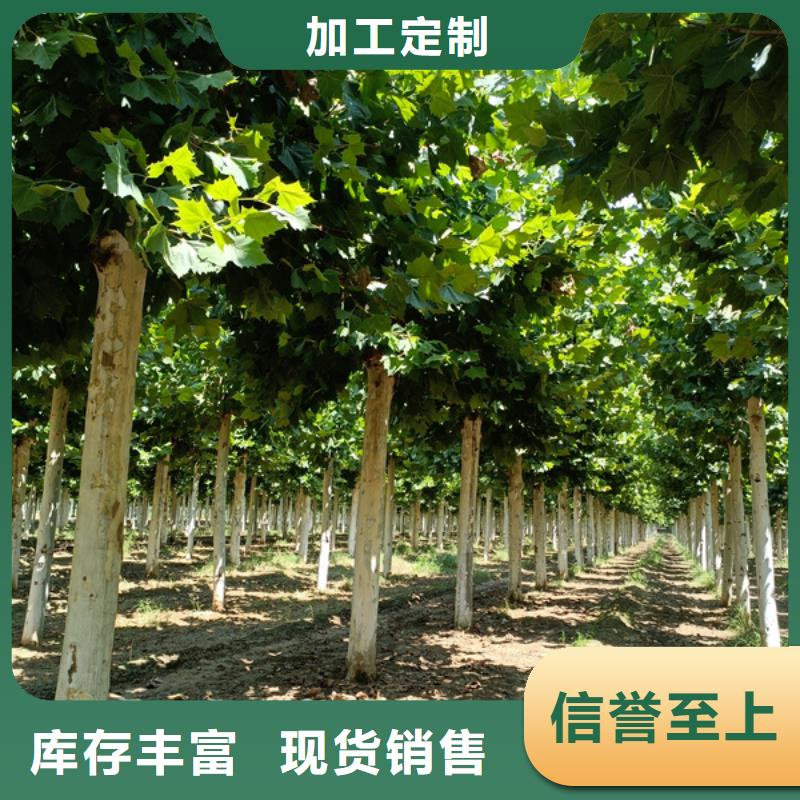 法桐秋紫白蜡生产加工