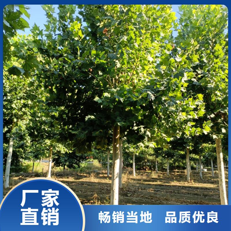 法桐,樱花信誉有保证