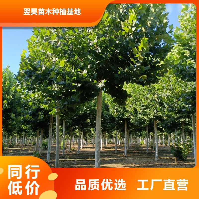 20公分法桐质量保证法桐
