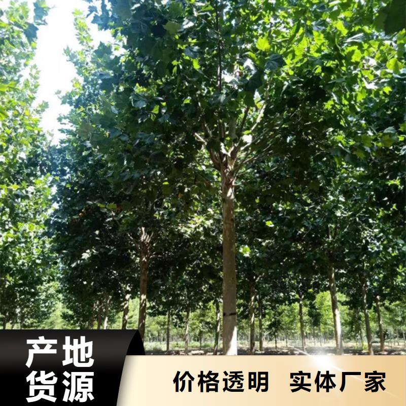 法桐-五角枫材质实在