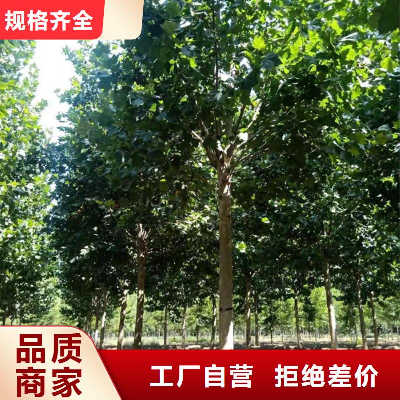 法桐五角枫加工定制