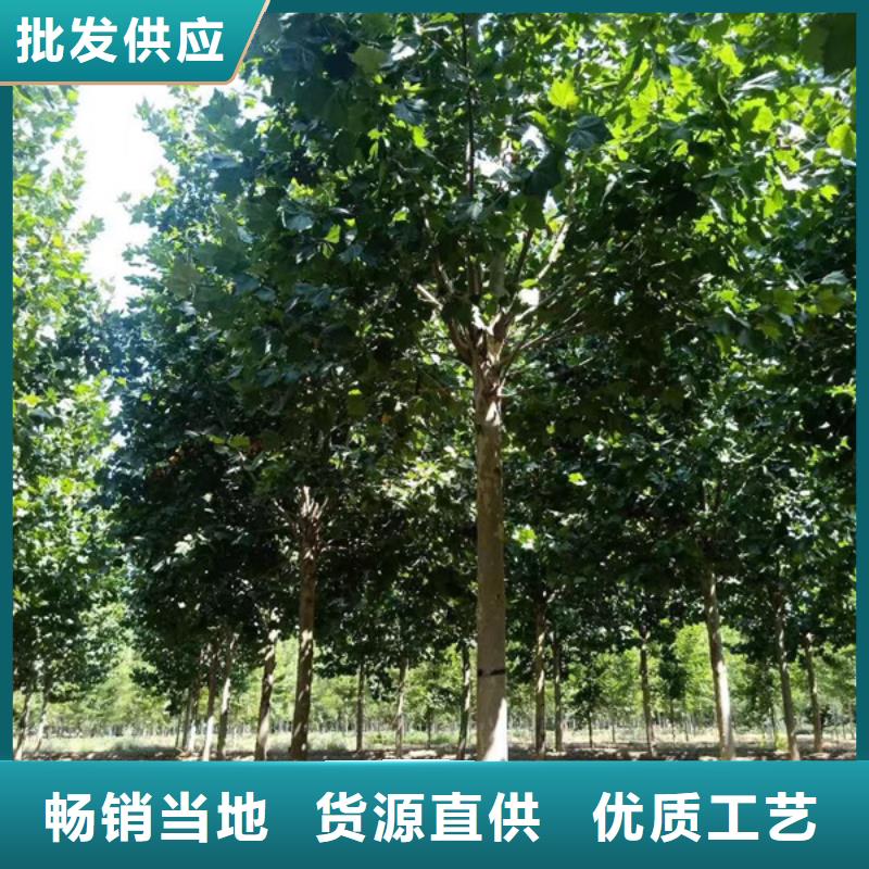 法桐-五角枫材质实在