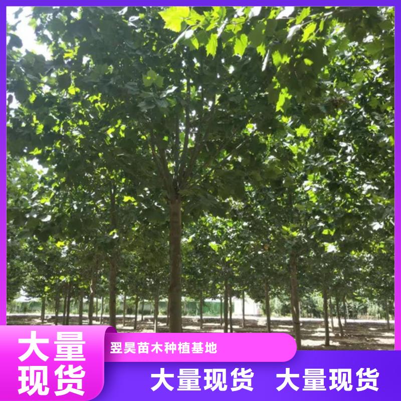 法桐-五角枫材质实在