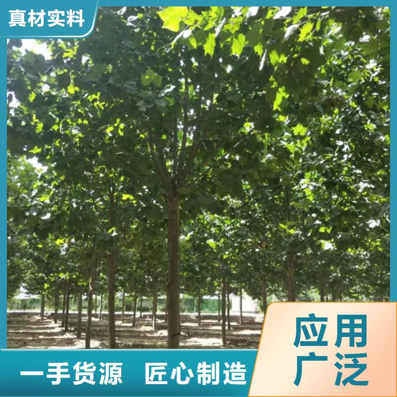 法桐五角枫加工定制