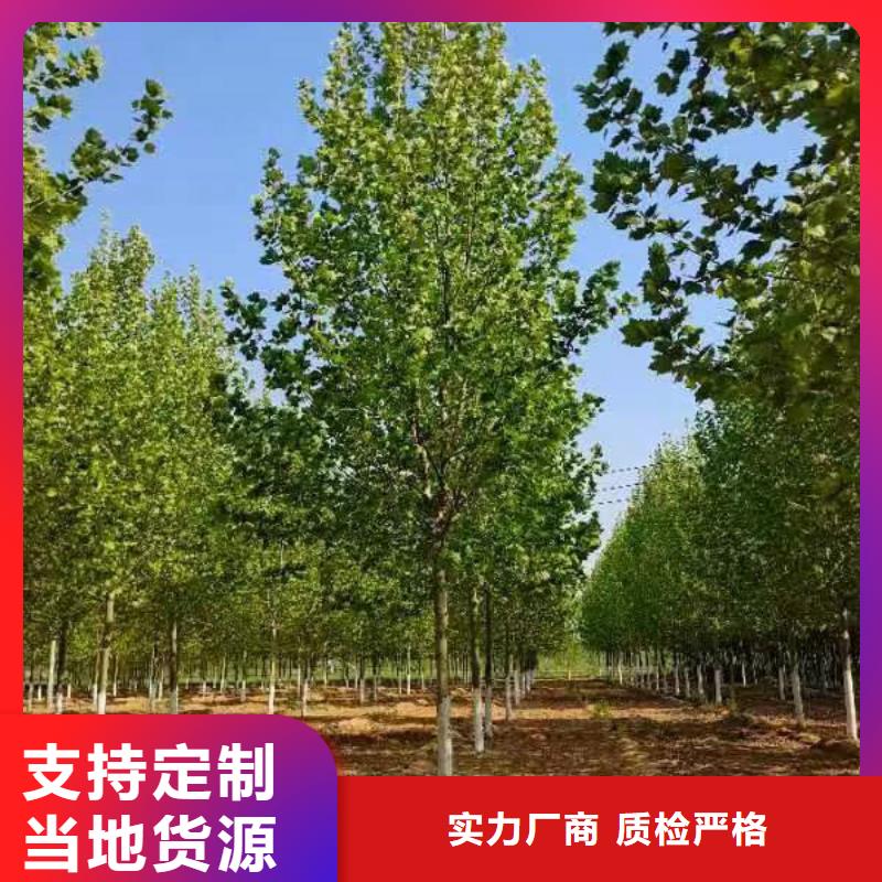 法桐-五角枫材质实在