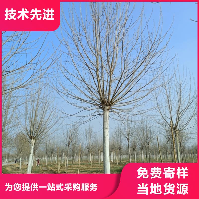 法桐-五角枫材质实在