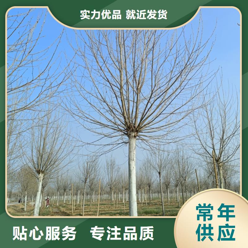 法桐-五角枫材质实在