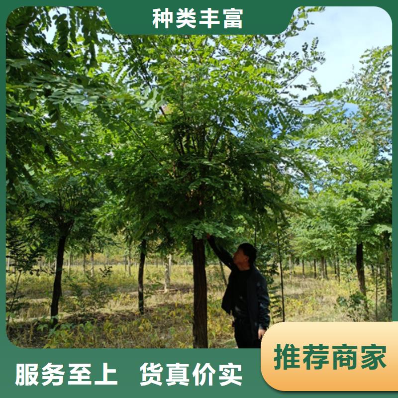 法桐五角枫24小时下单发货