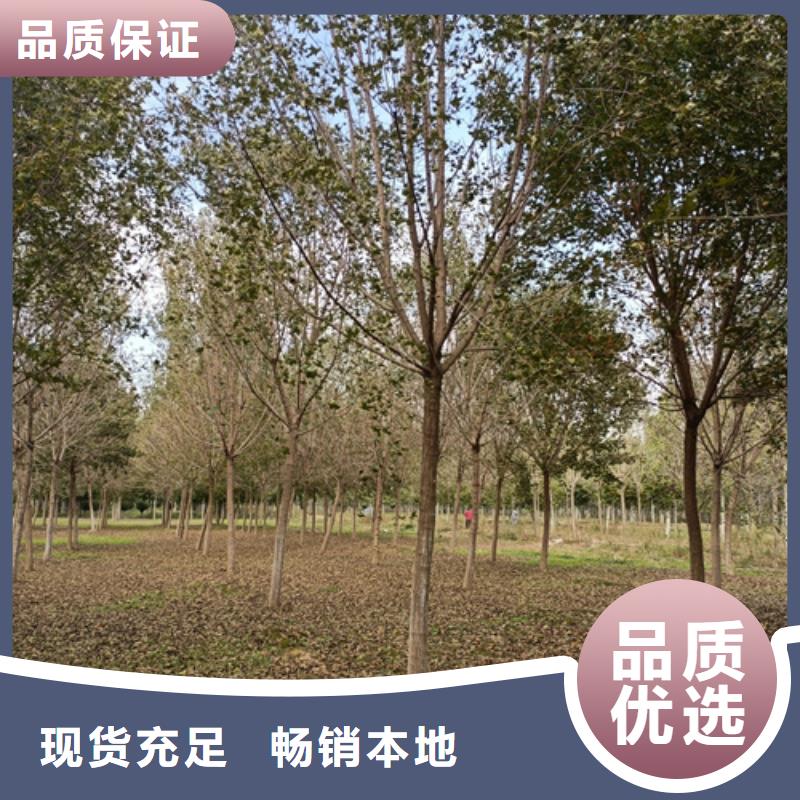 法桐小苗厂家售后服务热线