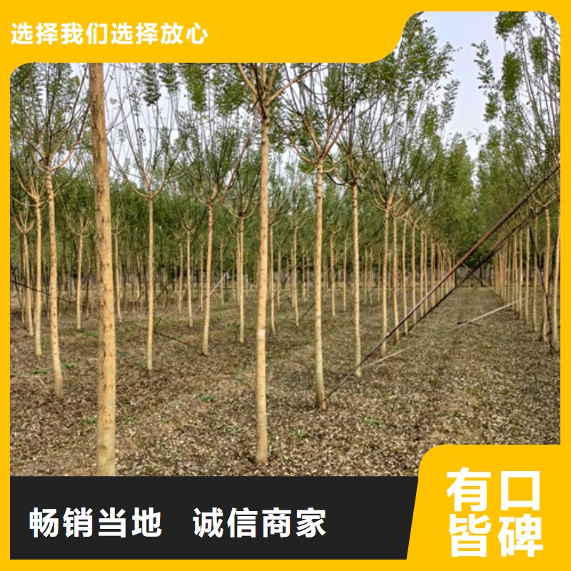 速生法桐品牌供货商