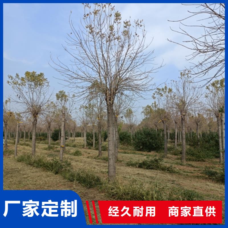 法桐黄金槐市场行情