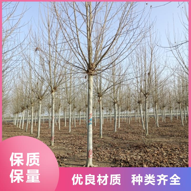 法桐五角枫24小时下单发货