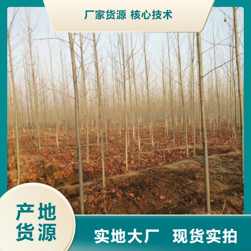 法桐五角枫24小时下单发货