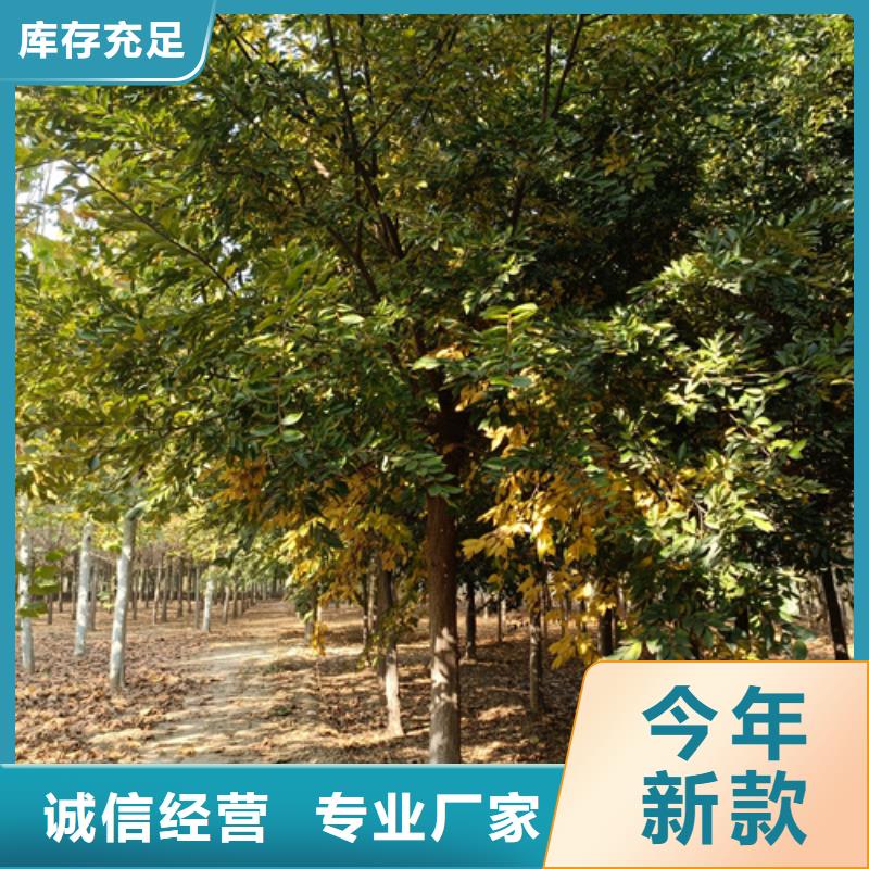 速生法桐品牌供货商